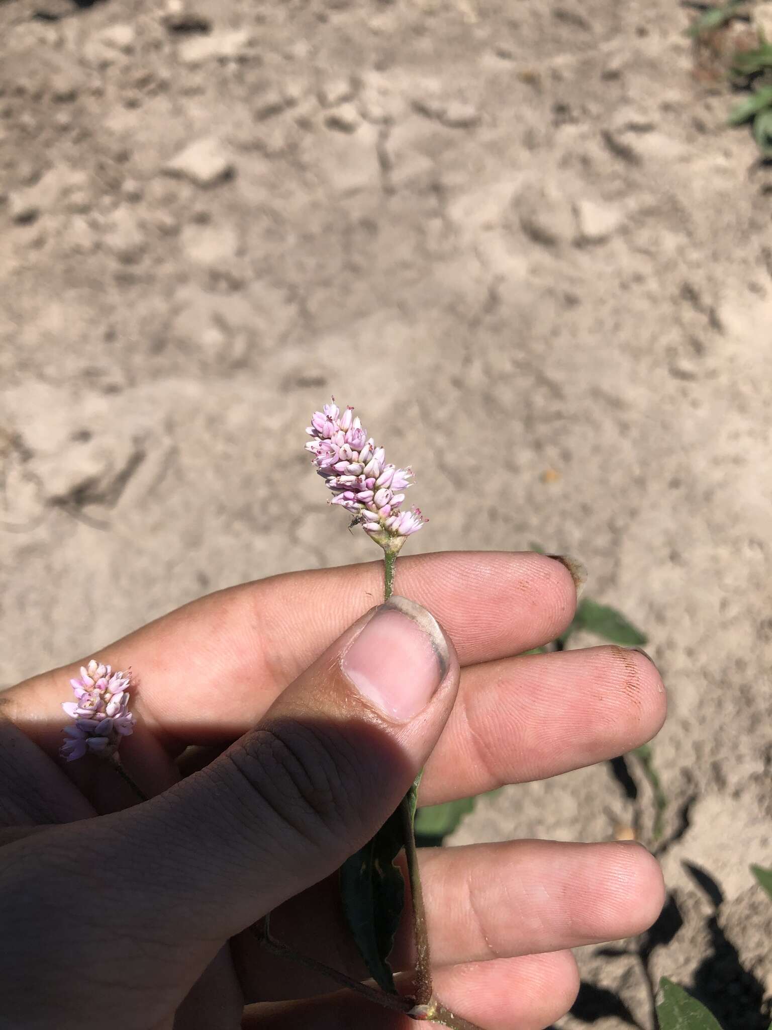 Image of Pink Knotweed