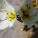 Image of Gentianella angustifolia Glenny