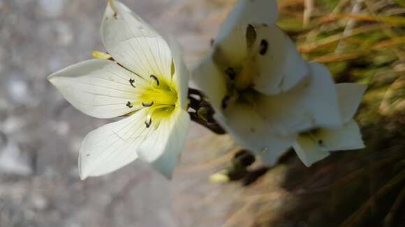 Image of Gentianella angustifolia Glenny