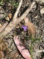 Image of Patersonia fragilis (Labill.) Asch. & Graebn.