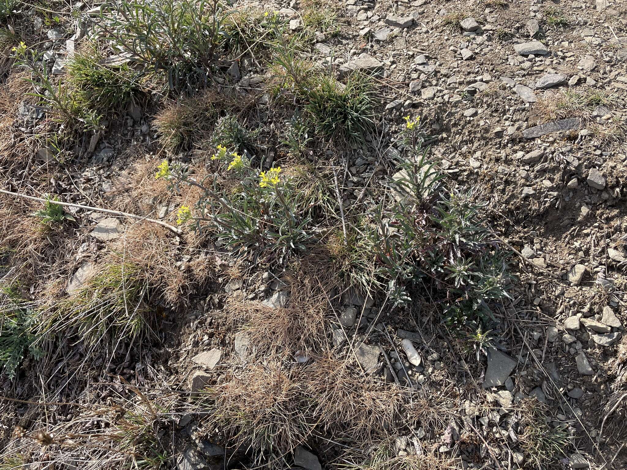 Image of Erysimum crepidifolium Rchb.