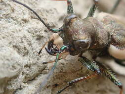 Image of Neocicindela latecincta (White 1846)