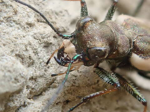 Image de Neocicindela latecincta (White 1846)