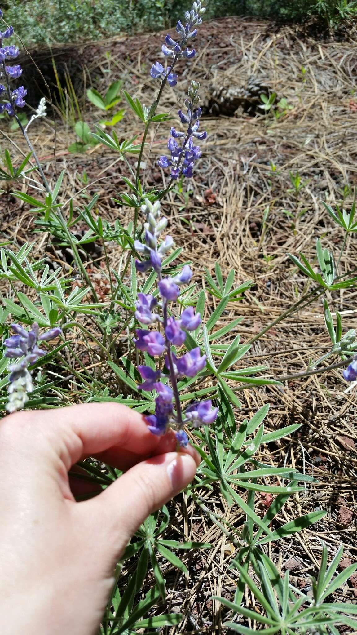 Imagem de Lupinus arbustus Lindl.