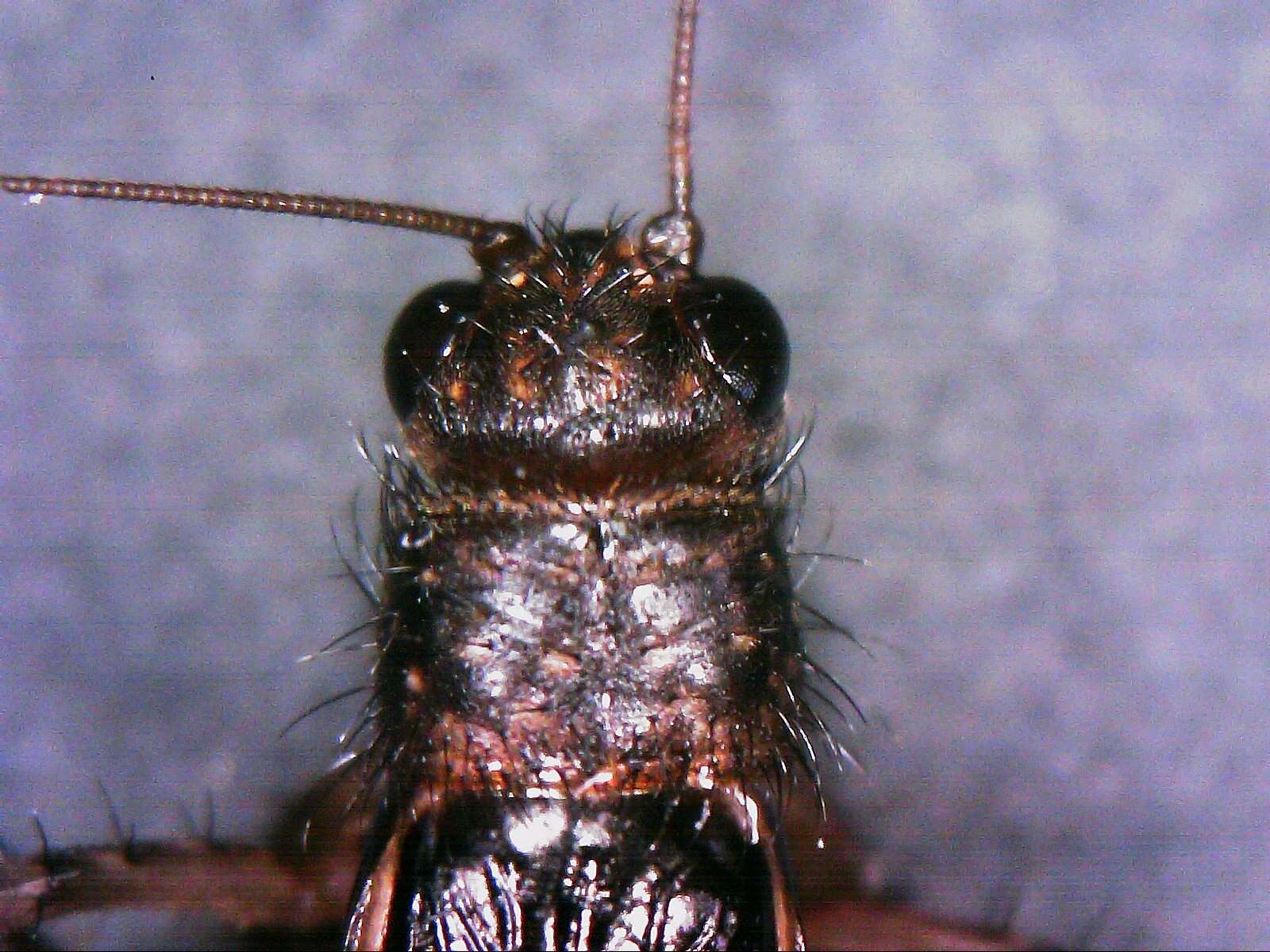 Image of Cuban Ground Cricket