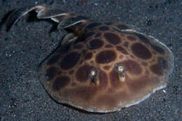 Image of Indonesian numbfish