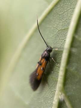 Image of Chrysoclista linneela Clerck 1759