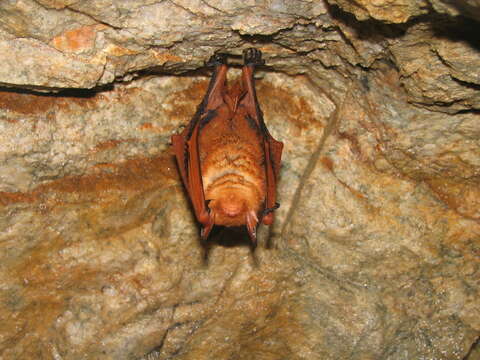 Imagem de <i>Myotis rufoniger</i>