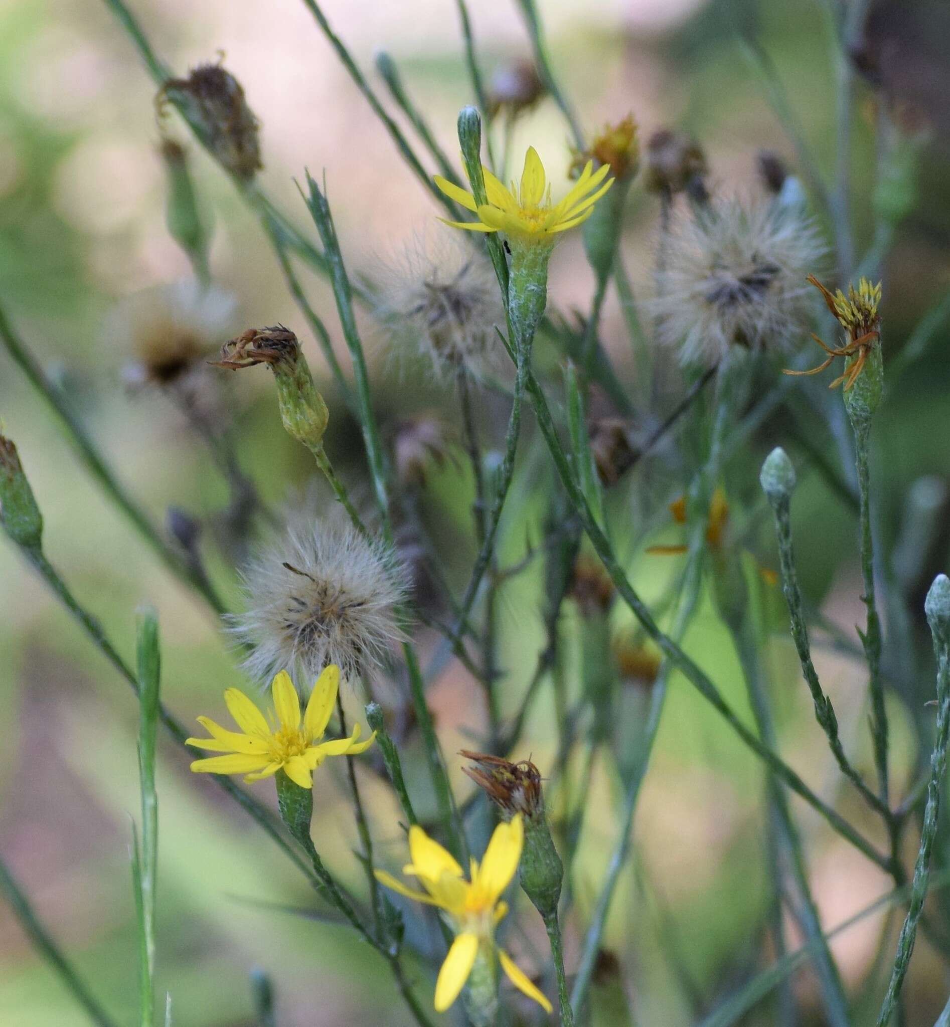 Image de Pityopsis graminifolia (Michx.) Nutt.