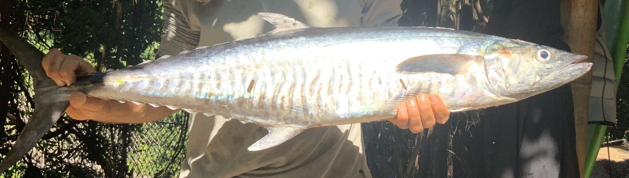 Image of Narrow-barred Spanish Mackerel