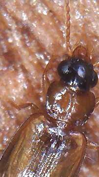 Image of Ground beetle