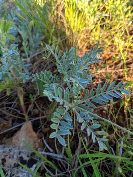 Image of Astragalus vesicarius L.