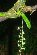 Image of Mystacidium flanaganii (Bolus) Bolus