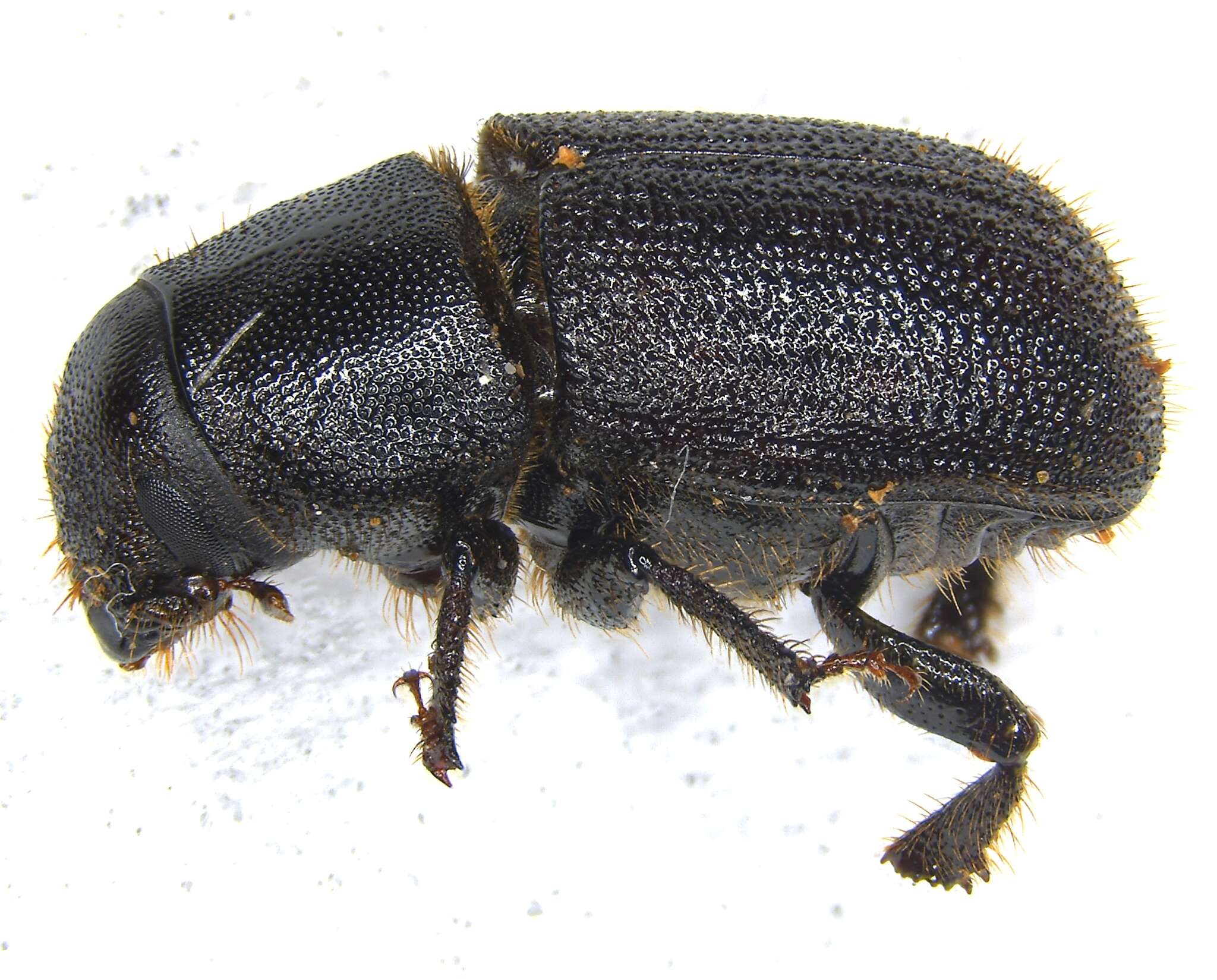 Image of Dendroctonus terebrans (Olivier & A. G. 1795)