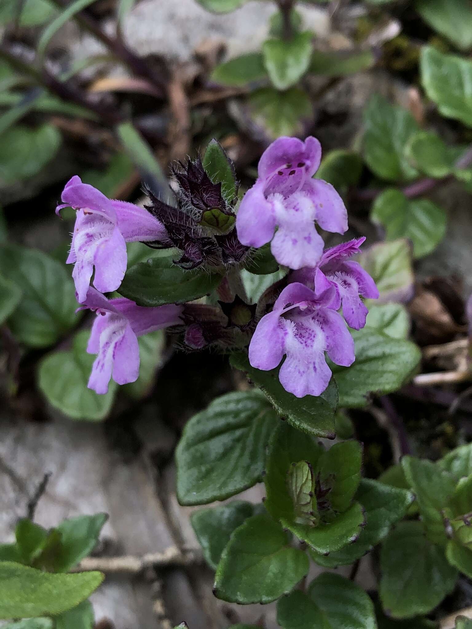 Sivun Clinopodium laxiflorum (Hayata) K. Mori kuva