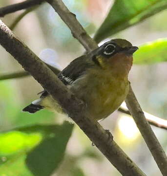 Image of Black-eared Shrike-Babbler