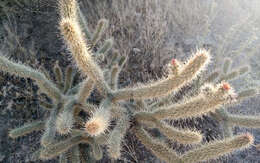 Image of Gander's buckhorn cholla