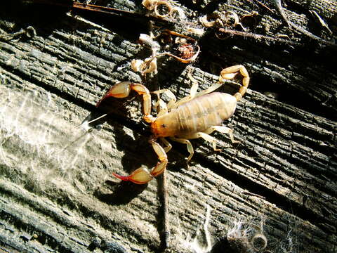 Image of Euscorpius candiota Birula 1903