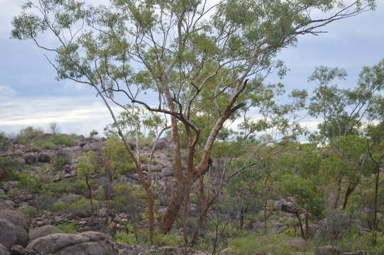 Image of Eucalyptus phoenicea F. Müll.