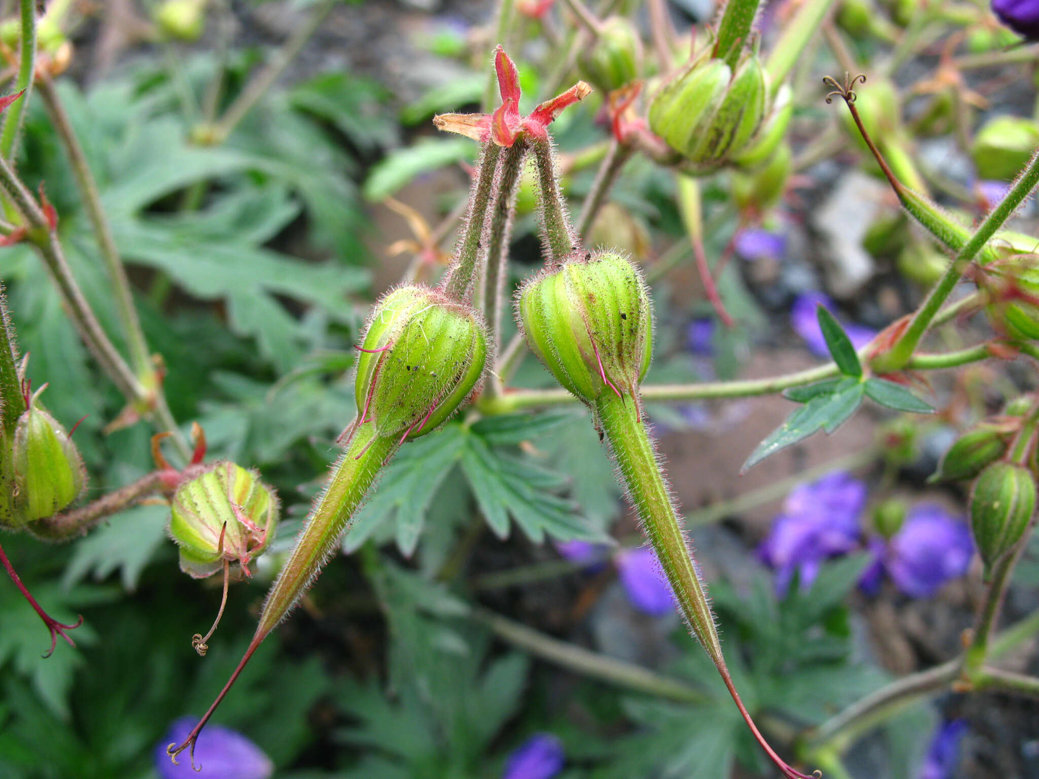 Imagem de Geranium ruprechtii (Woronow) Grossh.