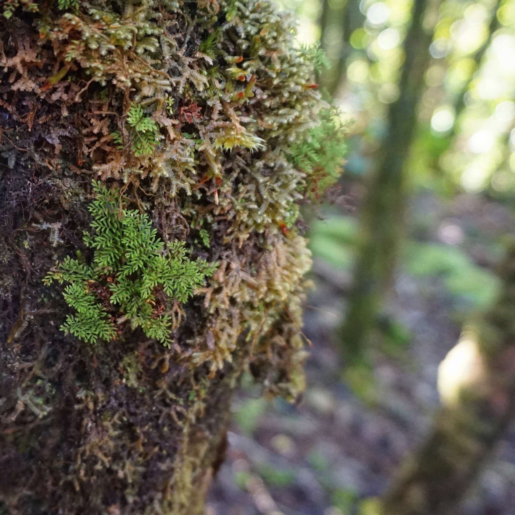 Plancia ëd Adenophorus abietinus (D. C. Eat.) K. Wilson