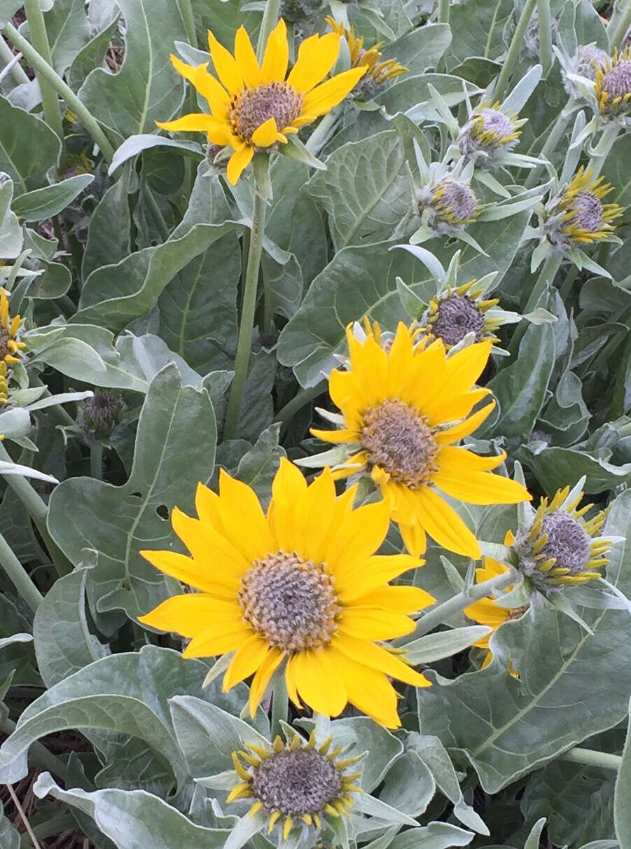 Image of arrowleaf balsamroot