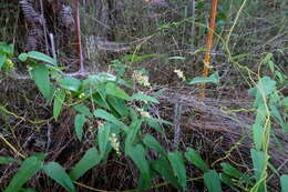 Image of Dioscorea burchellii Baker