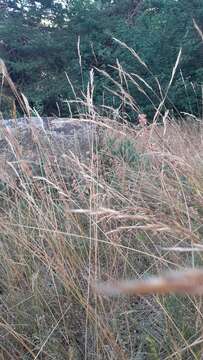 Plancia ëd Helictochloa pratensis (L.) Romero Zarco