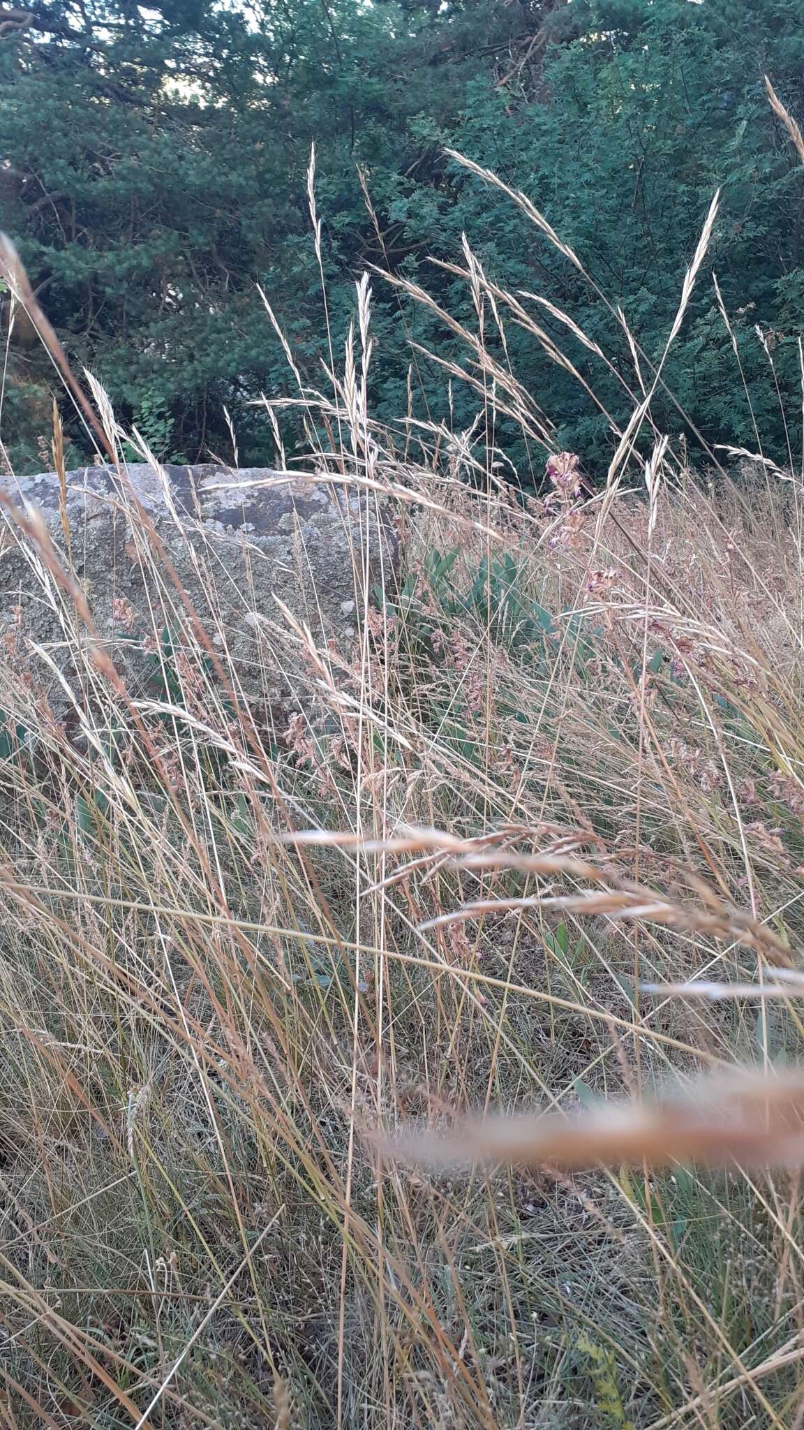 Imagem de Helictochloa pratensis (L.) Romero Zarco