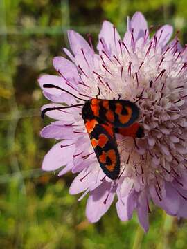 Image of Zygaena fausta Linnaeus 1767