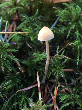 Image of Galerina semilanceata (Peck) A. H. Sm. & Singer 1964