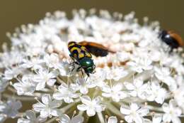 Sivun Castiarina flavopicta (Boisduval 1835) kuva