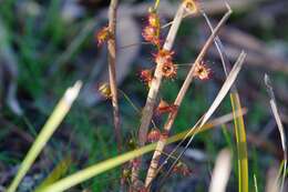 Image of Drosera macrantha Endl.