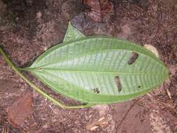 Plancia ëd Miconia spennerostachya Naud.