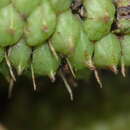 صورة Carex lessoniana Steud.