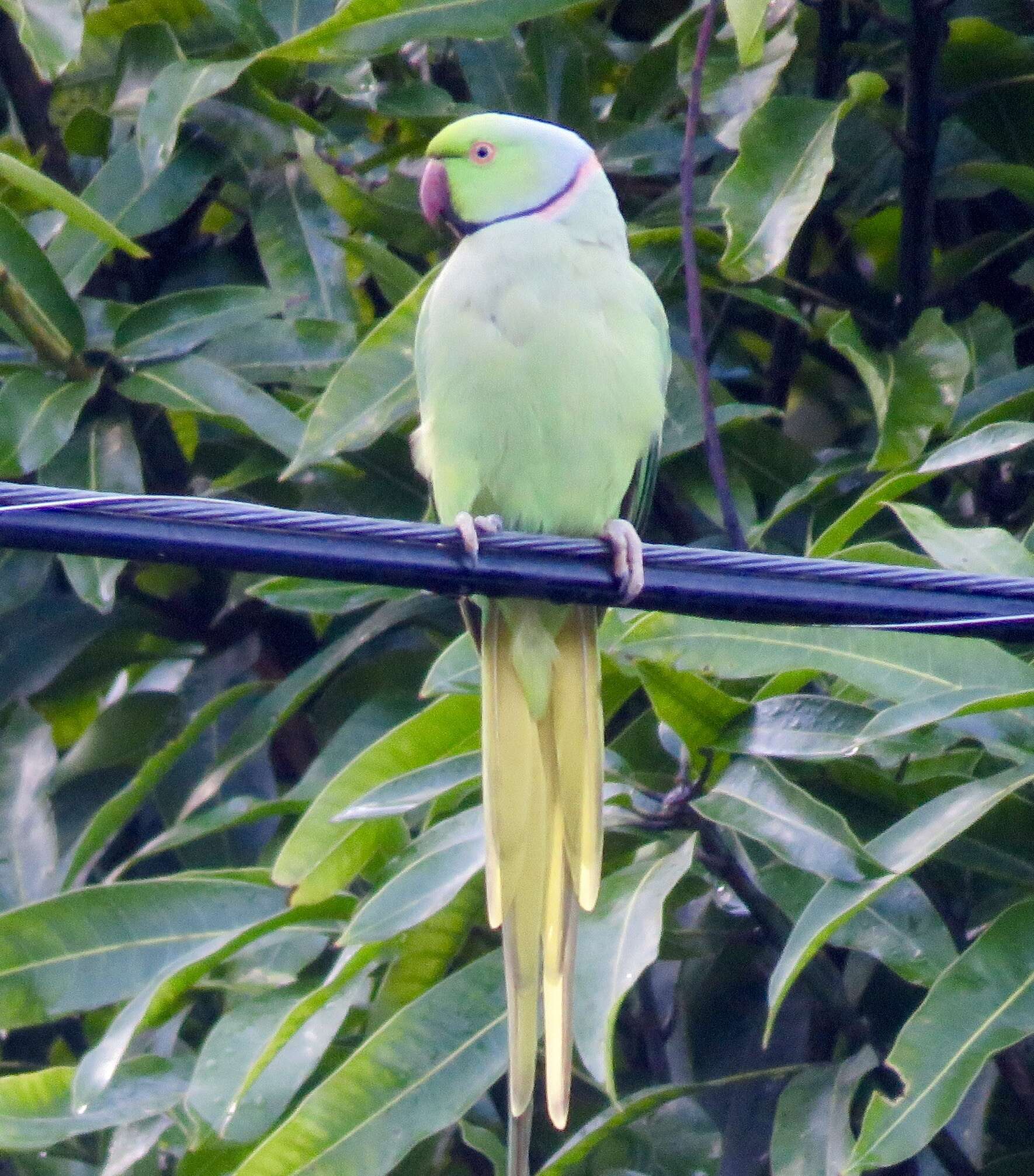 Image of Ring-necked Parakeet