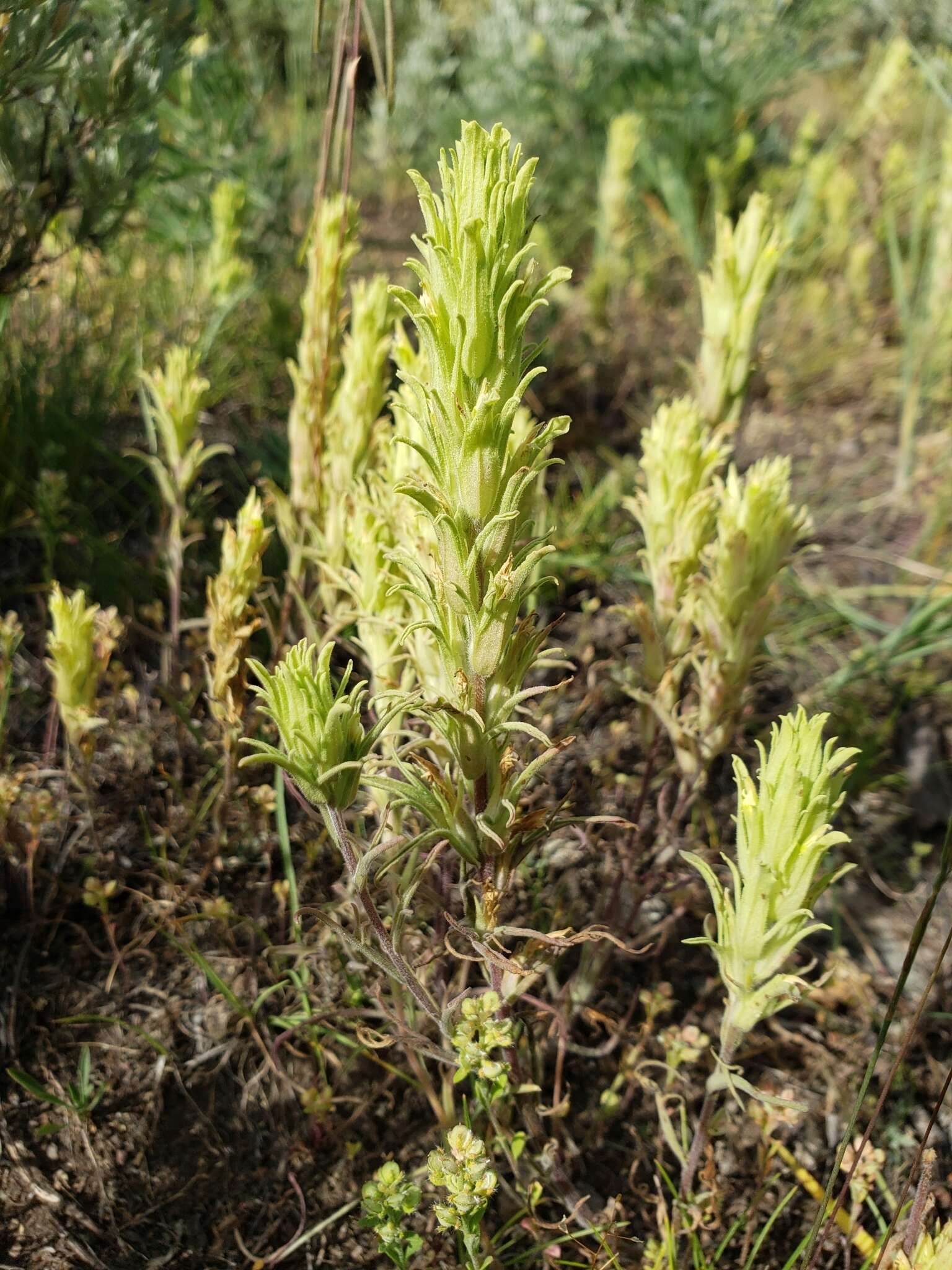 Слика од Castilleja pallescens (Nutt. ex A. Gray) Greenm.