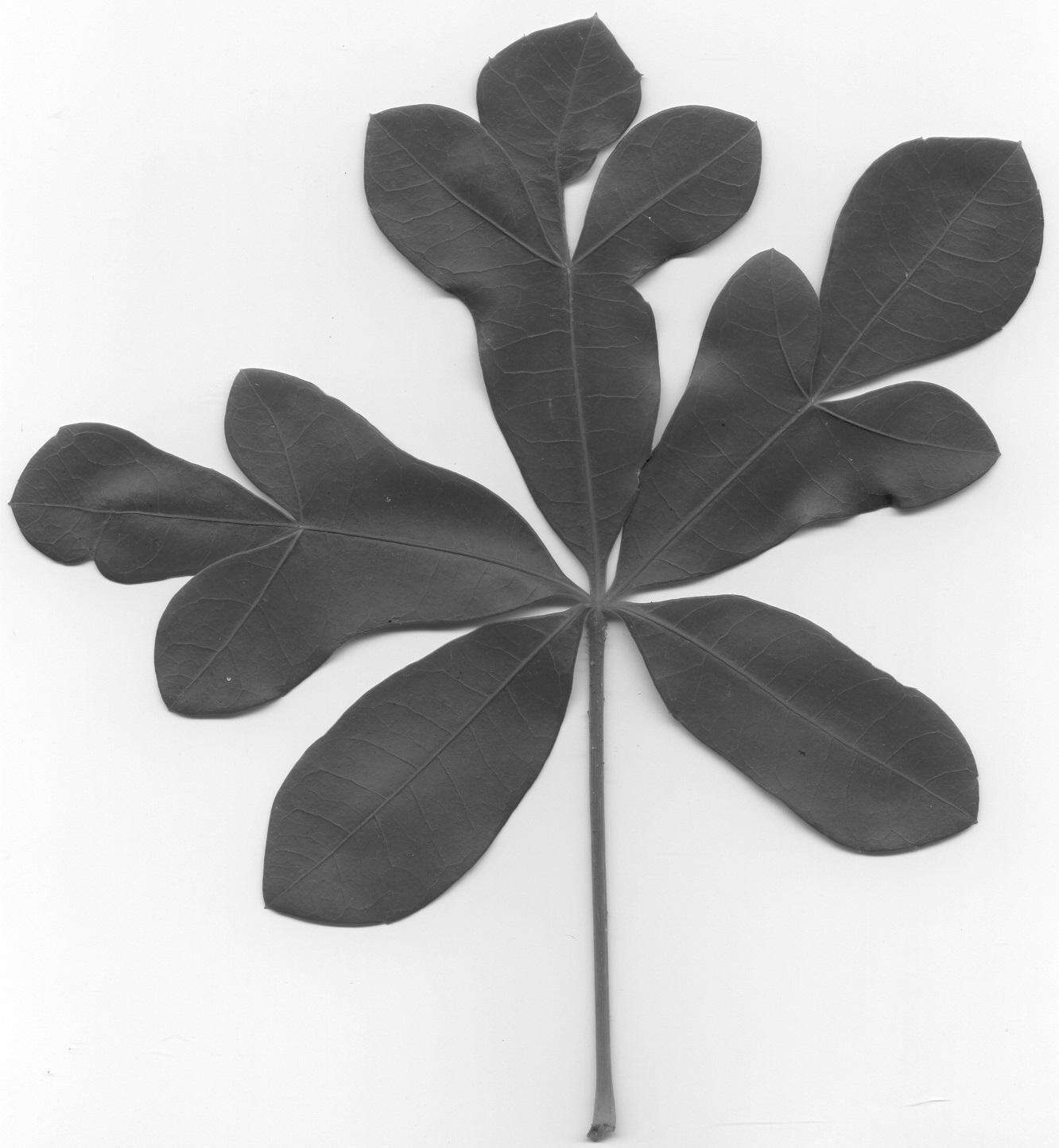 Image of Cussonia arenicola Strey