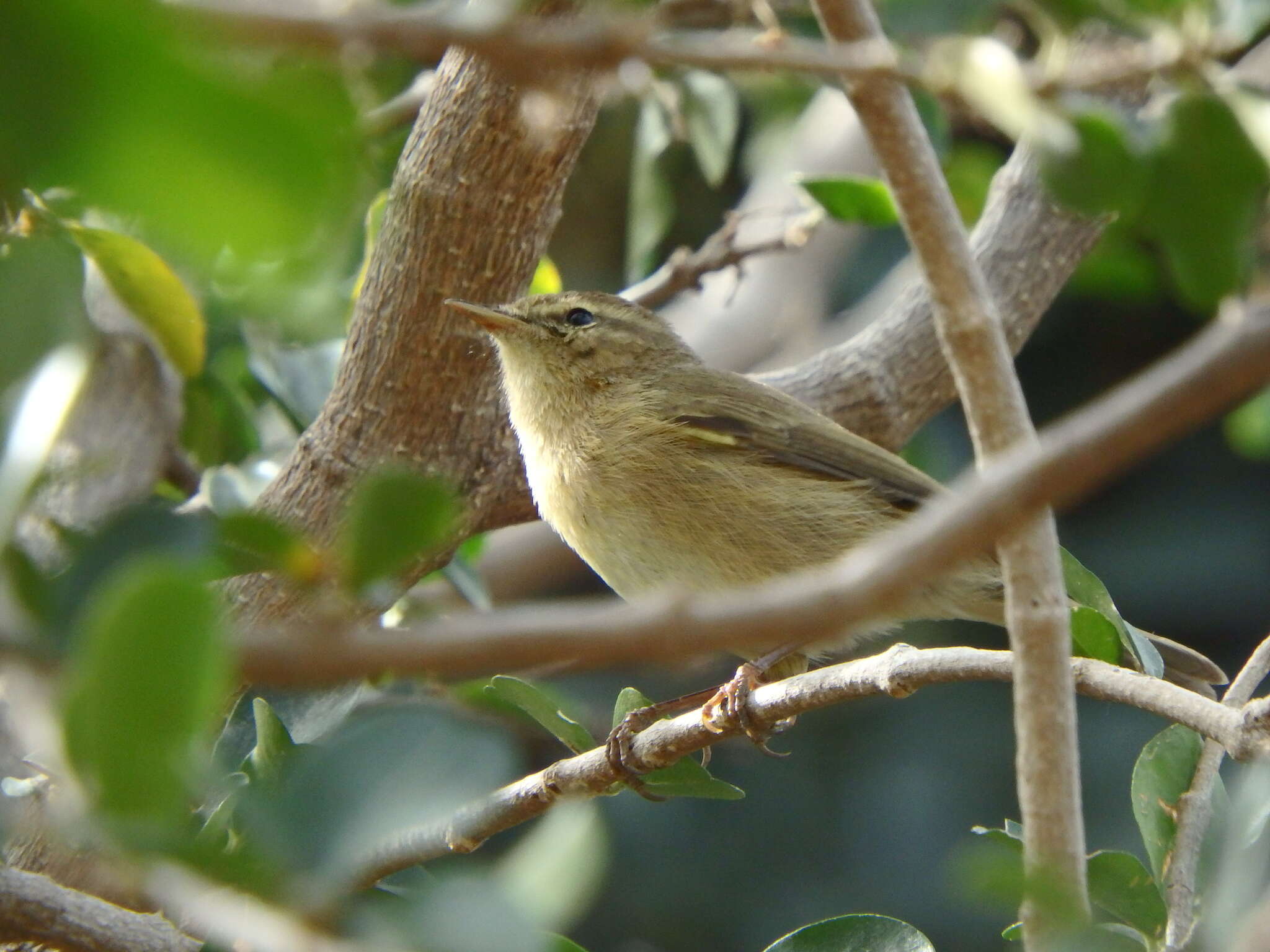 Image of Canary Islands Chiffchaff