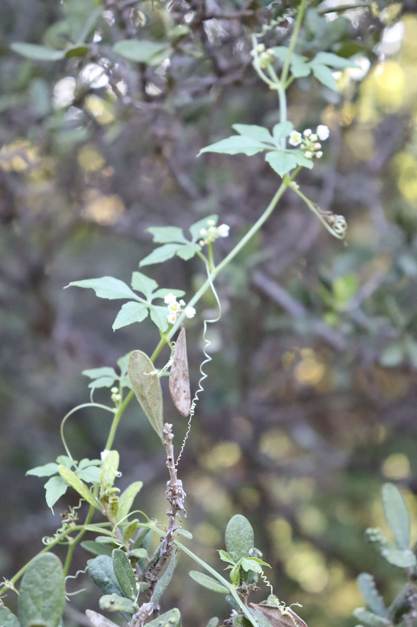 Image of Naudin's cyclanthera