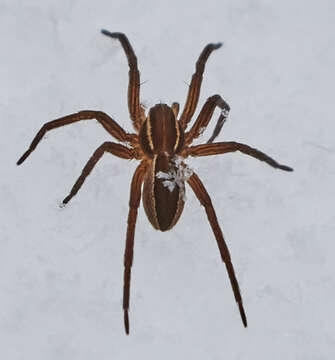 Image of Dolomedes striatus Giebel 1869