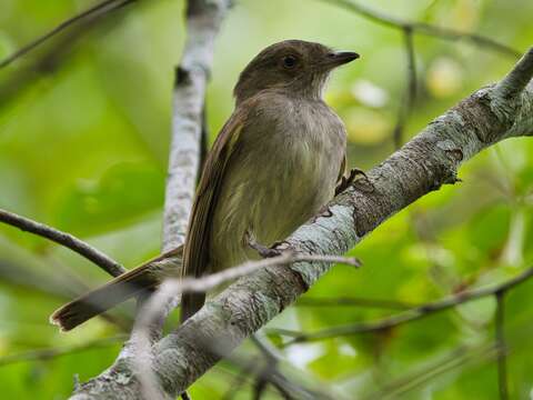 Image of Pale-bellied Neopelma