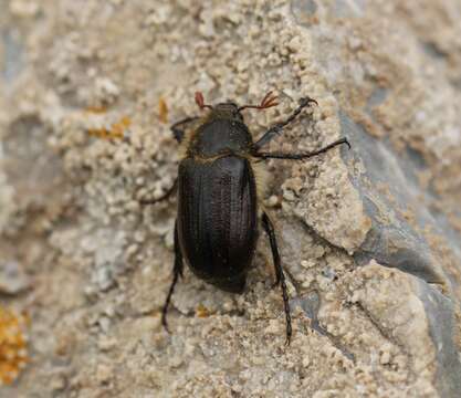 Sivun Amphimallon atrum (Herbst 1790) kuva