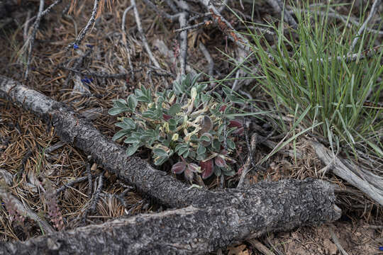 Astragalus loanus Barneby的圖片