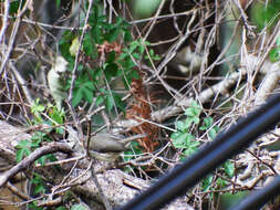 Image of Formosan Yuhina