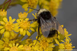 Image of Yellow-banded Bumblebee