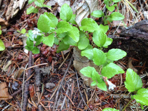 Plancia ëd Micromeria douglasii Benth.