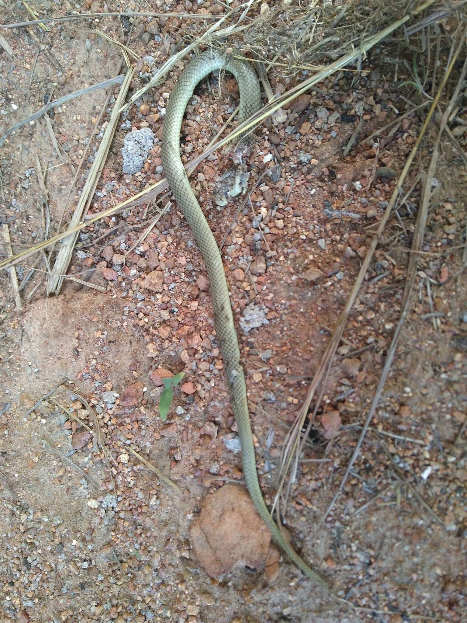 Image of Plumbeous or Reticulated Centipede Eater