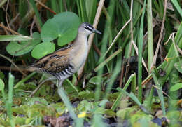 Image of Hapalocrex flaviventer