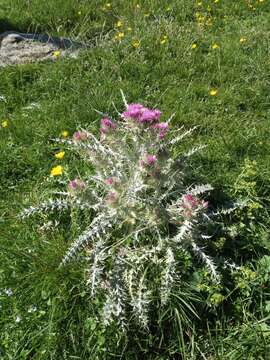 Слика од Carduus carlinoides Gouan